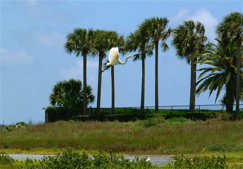 egret-12.jpg   (964x672)   214 Kb                                    Click to display next picture
